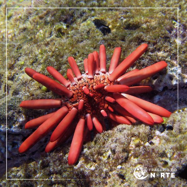 Heterocentrotus