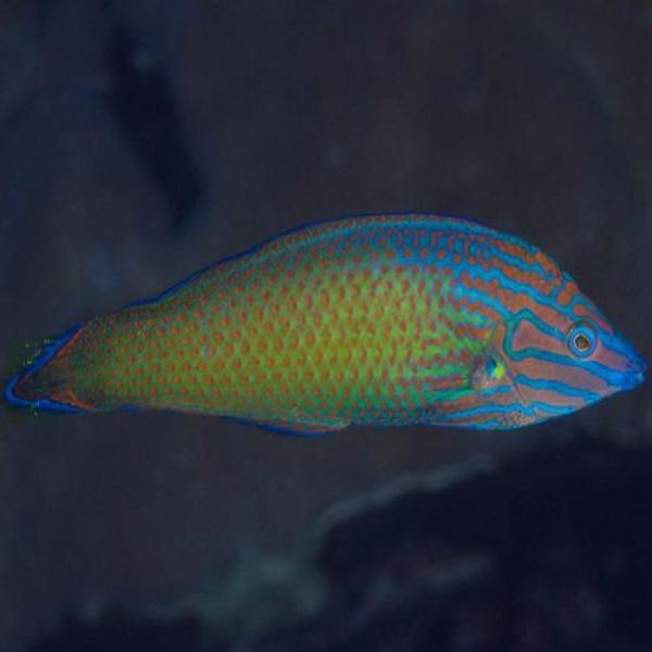 Halichoeres leucurus