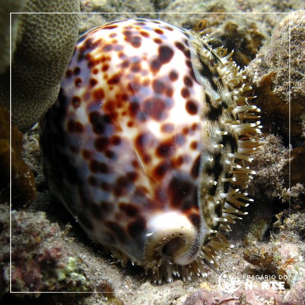 Cypraea tigris