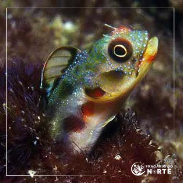 Acanthemblemaria macrospilus