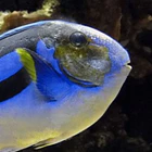 Marine Head and lateral line erosion, (MHLLE) 1