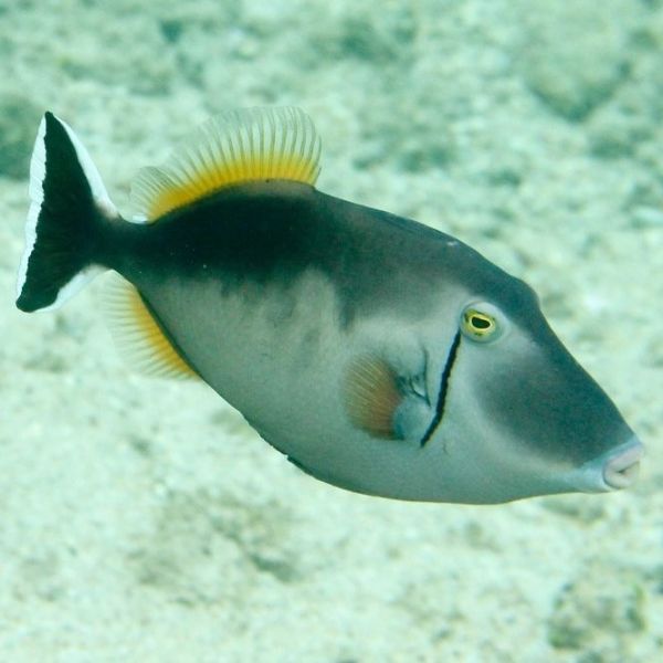 Sufflamen chrysopterus
