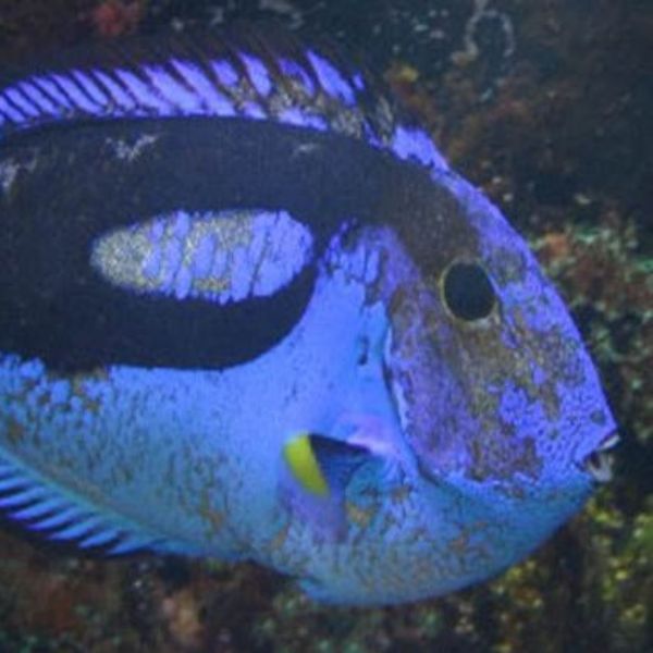 Marine Head and lateral line erosion, (MHLLE) 2