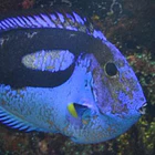 Marine Head and lateral line erosion, (MHLLE) 2