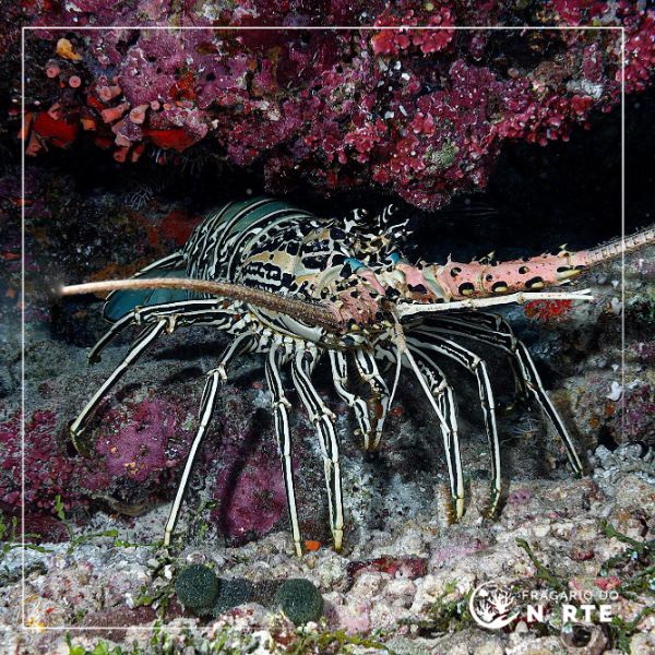 Panulirius versicolor