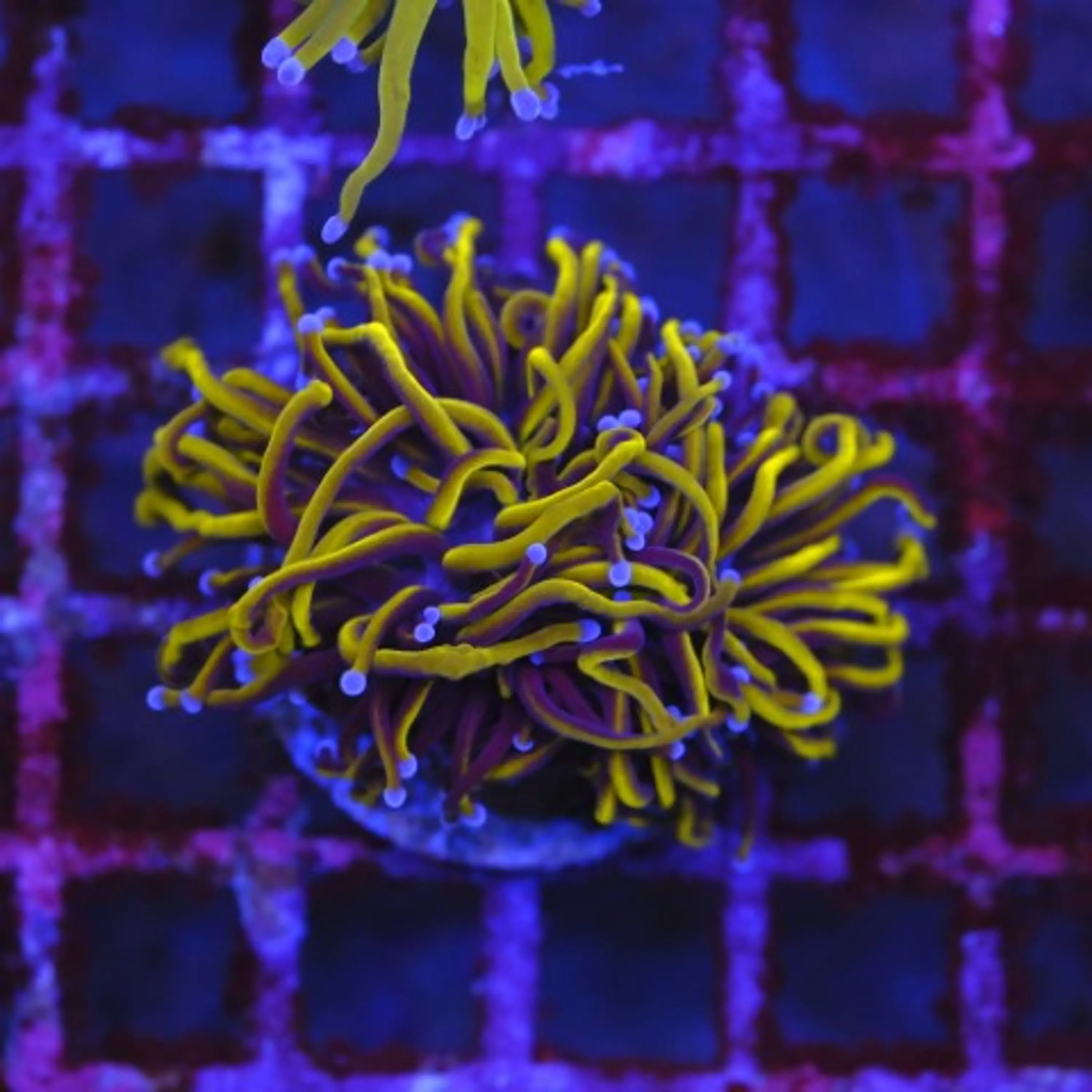Euphyllia Torch NYK