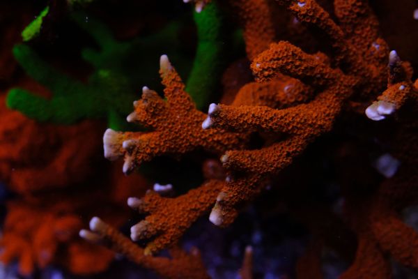 Montipora Forest Fire 1