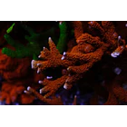 Montipora Forest Fire 1