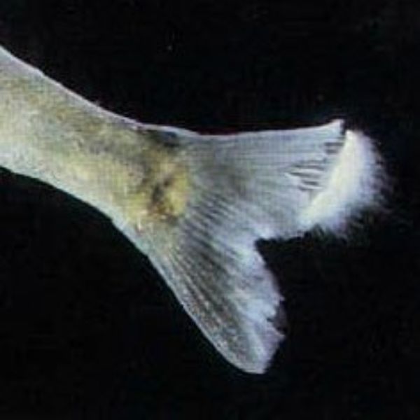Saprolegnia 3
