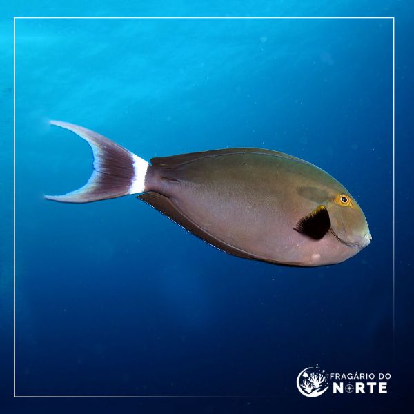 Acanthurus gahhm