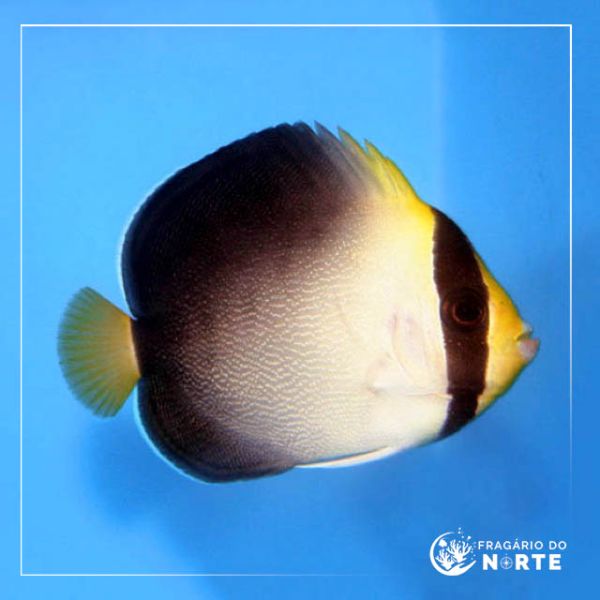 Chaetodontoplus mesoleucus