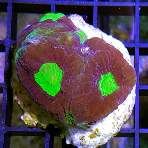 Goniastrea Bicolor 1