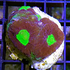 Goniastrea Bicolor 1
