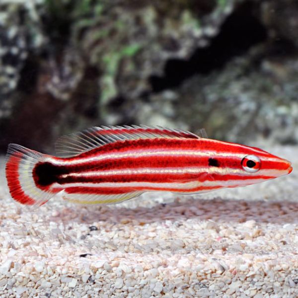 Bodianus opercularis