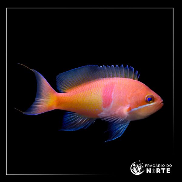 Pseudanthias rubrizonatus