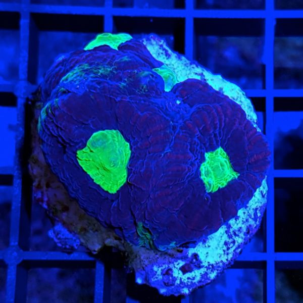 Goniastrea Bicolor 2