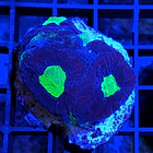 Goniastrea Bicolor 2