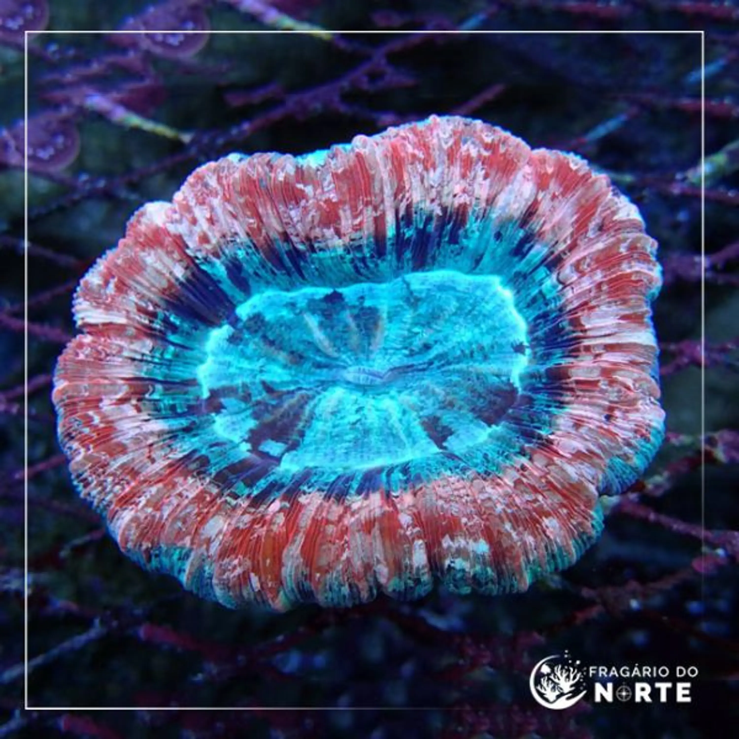 Trachyphyllia Geoffroyi