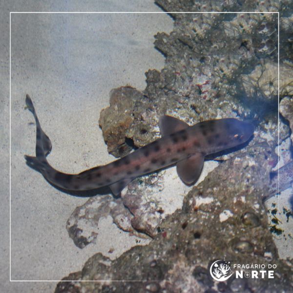 Atelomycterus baliensis