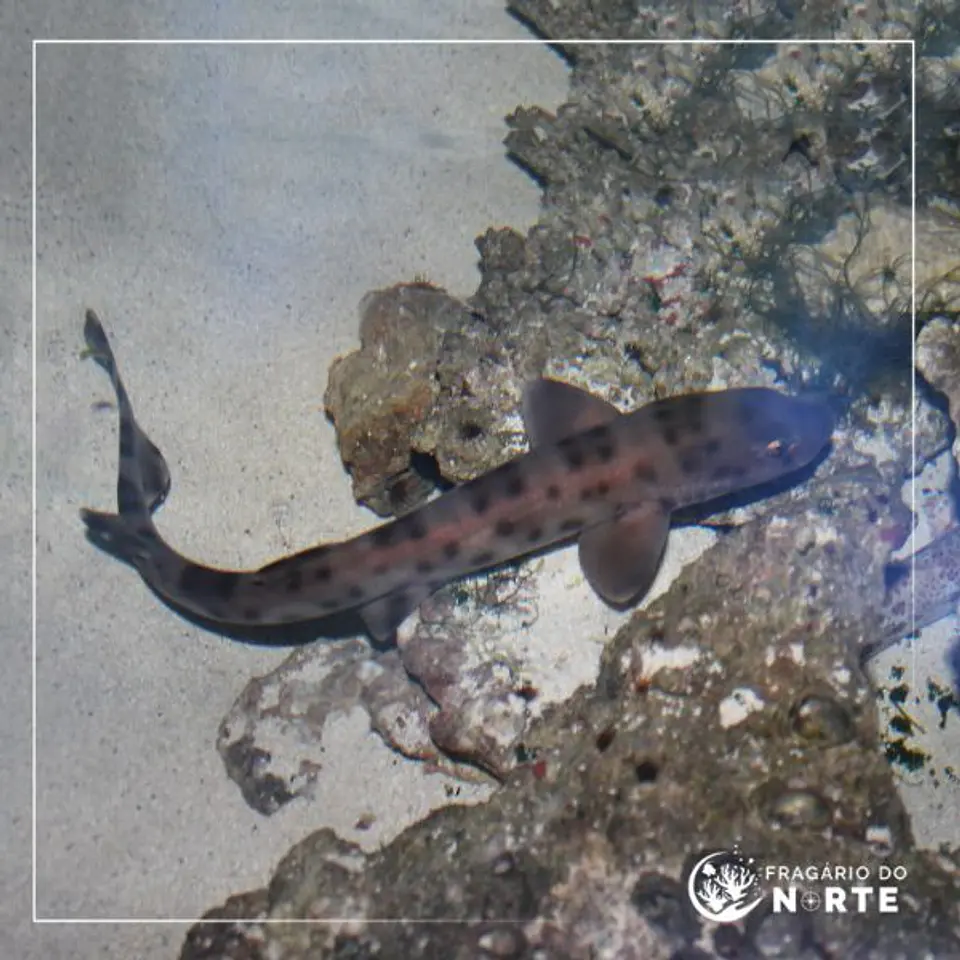 Atelomycterus baliensis 1
