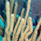 Eunicea 2