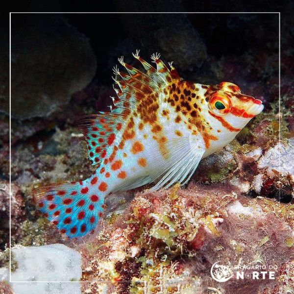 Cirrhitichthys falco