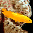 Diancistrus fuscus 1