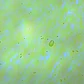 Fitoplâncton (p/ Corais) - Thumbnail 2