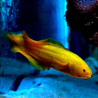 Diancistrus fuscus 2