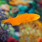 Diancistrus fuscus 3