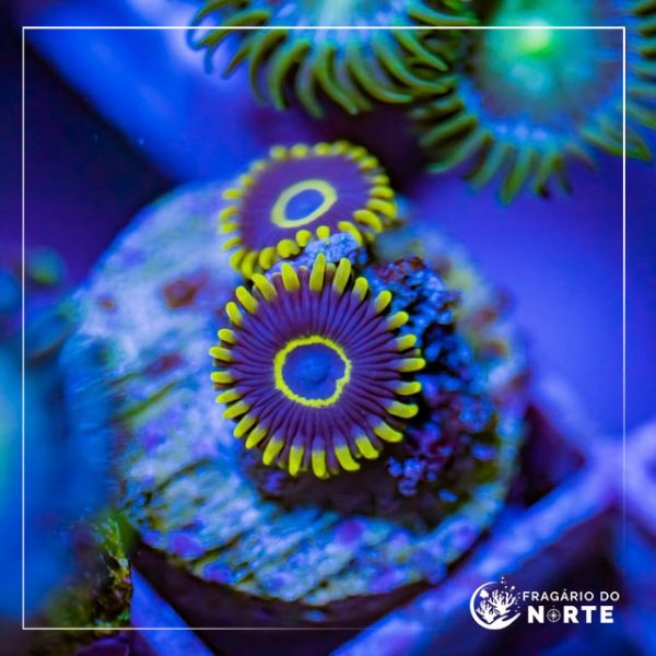 Zoanthus Blue Hornets