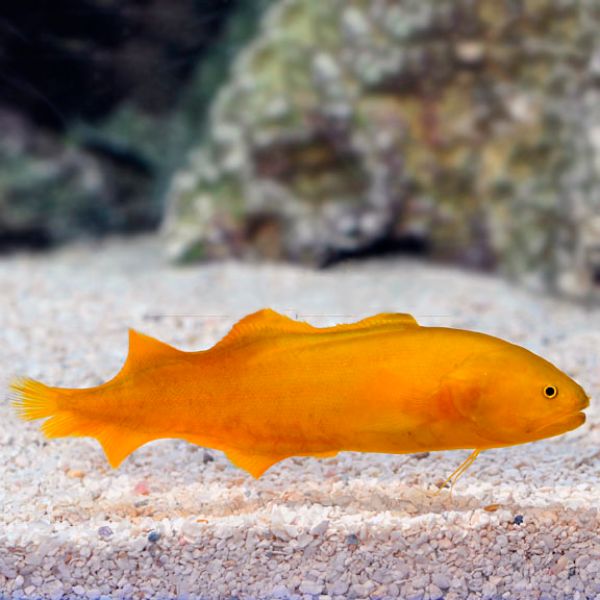 Diancistrus fuscus 4
