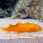 Diancistrus fuscus 4