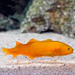 Diancistrus fuscus - Thumbnail 4
