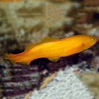 Diancistrus fuscus 5