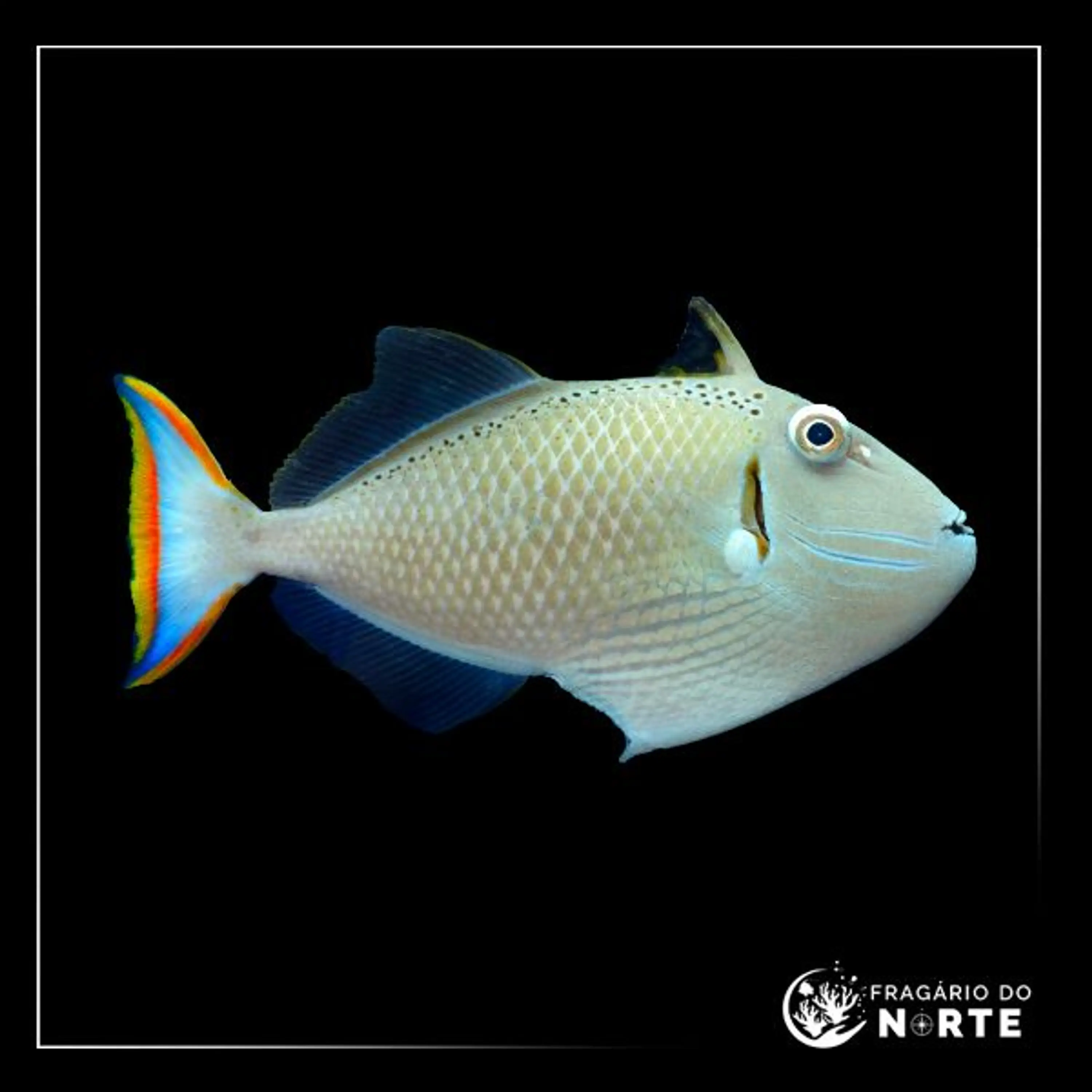 Xanthichthys kiritimati