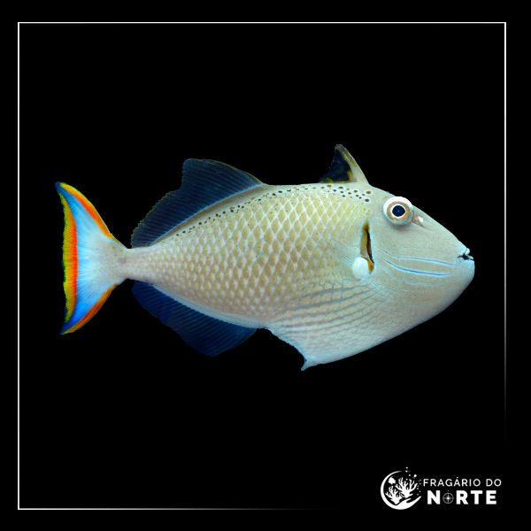 Xanthichthys kiritimati