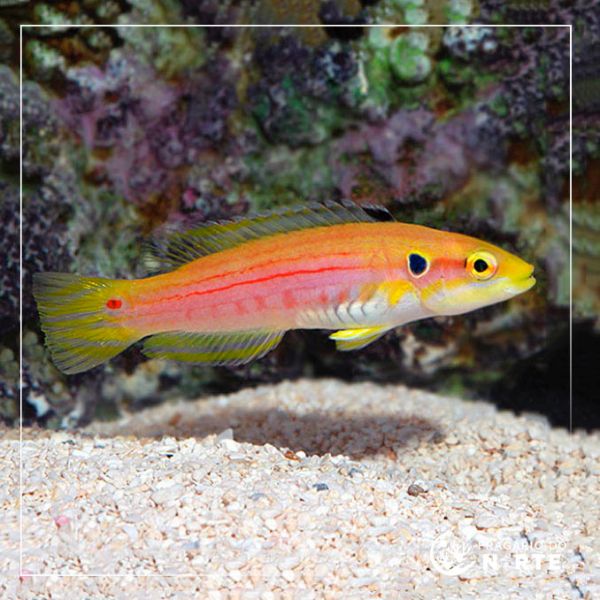 Bodianus bimaculatus