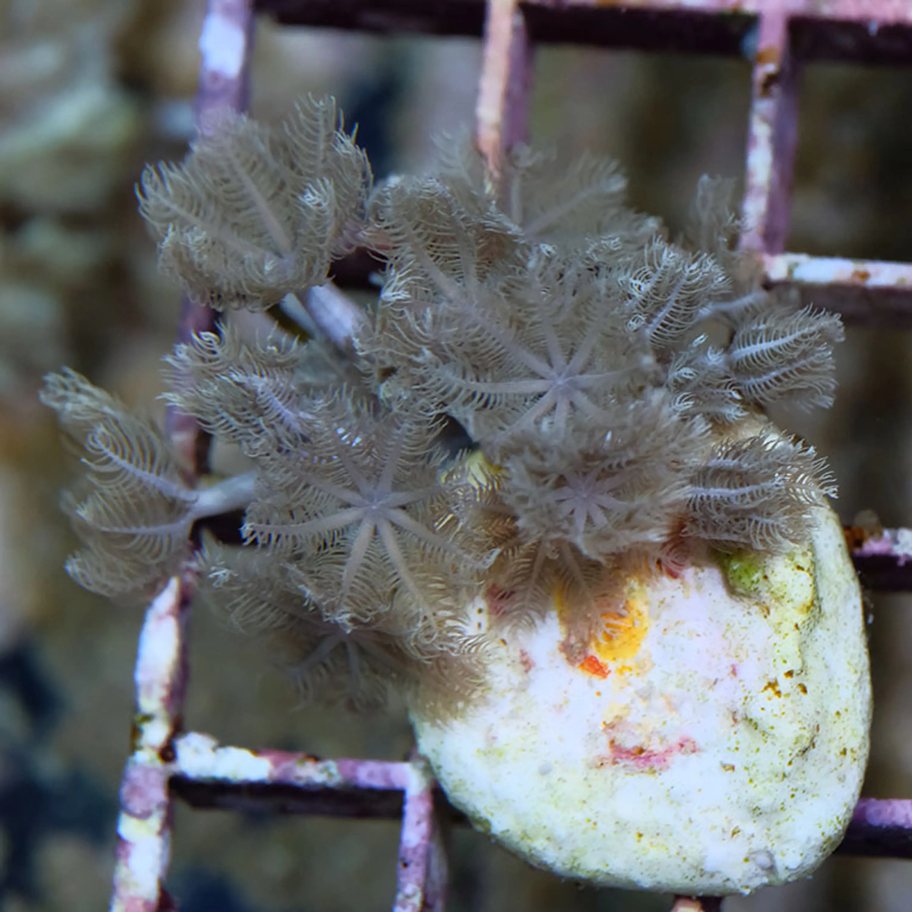Xenia Umbellata