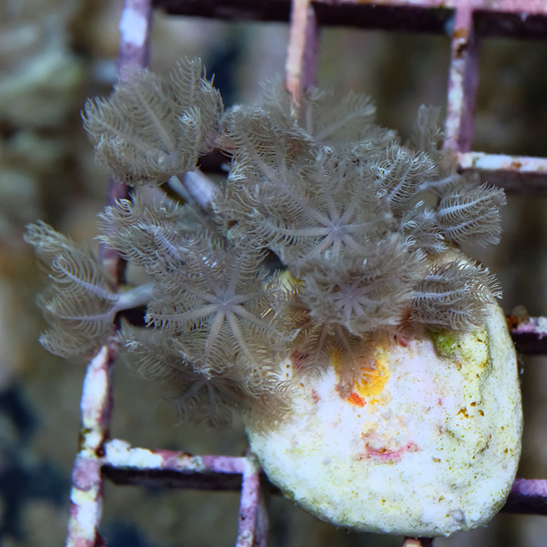 Xenia Umbellata