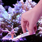 Maxspect Coral Glue Stick 2