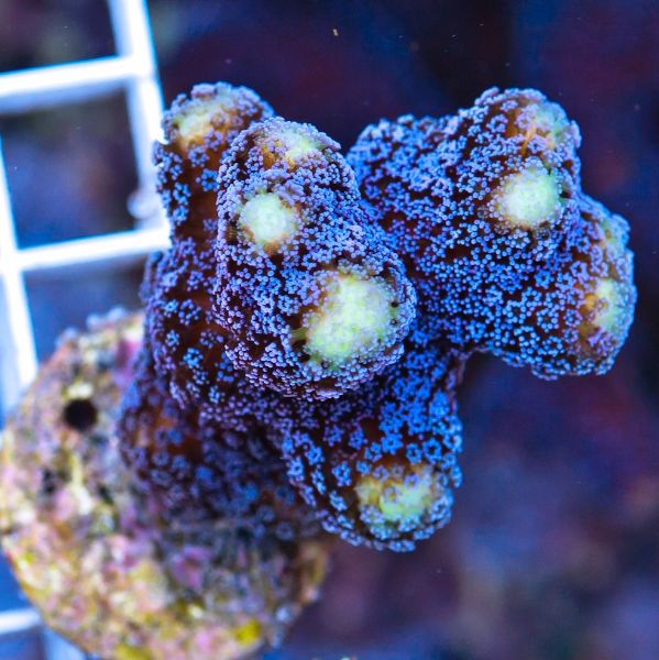 Stylophora Milka