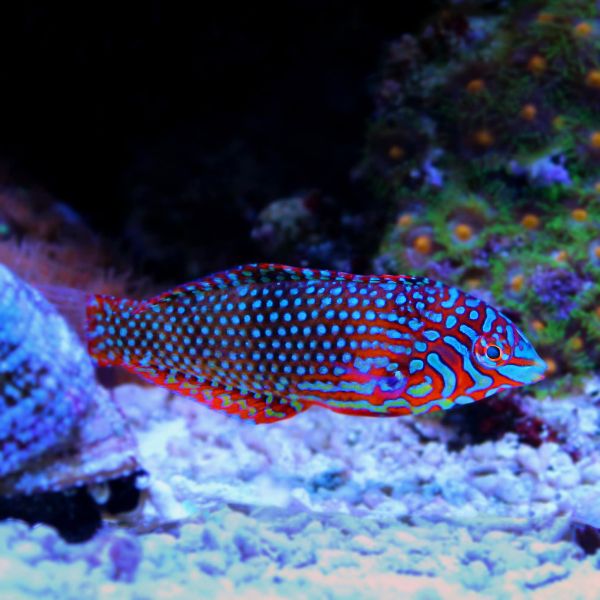 Macropharyngodon ornatus
