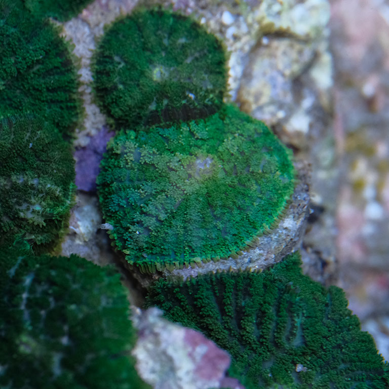 Rhodactis Inchoata Green
