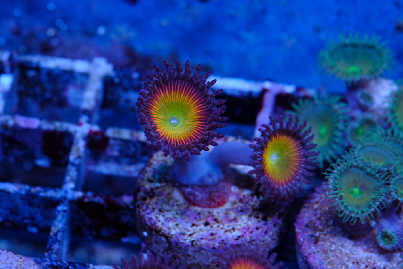 Zoanthus Rainbow