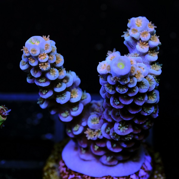 Acropora Tenuis Orange Passion