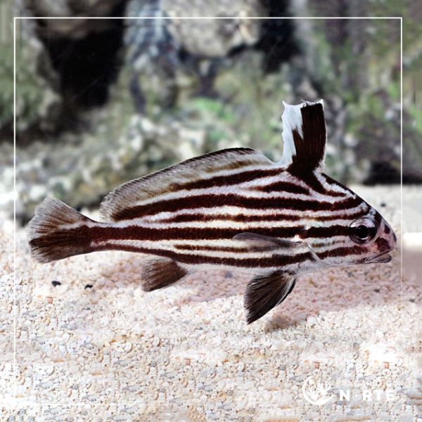Equetus acuminatus