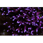 Seriatopora Caliendrum Rosa 1