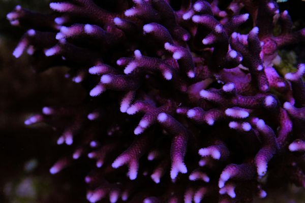 Seriatopora Caliendrum Rosa 1