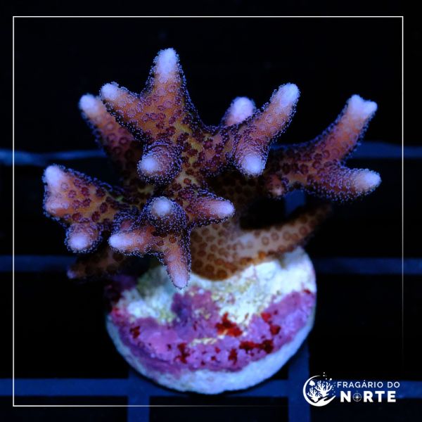 Seriatopora Caliendrum Rosa 2